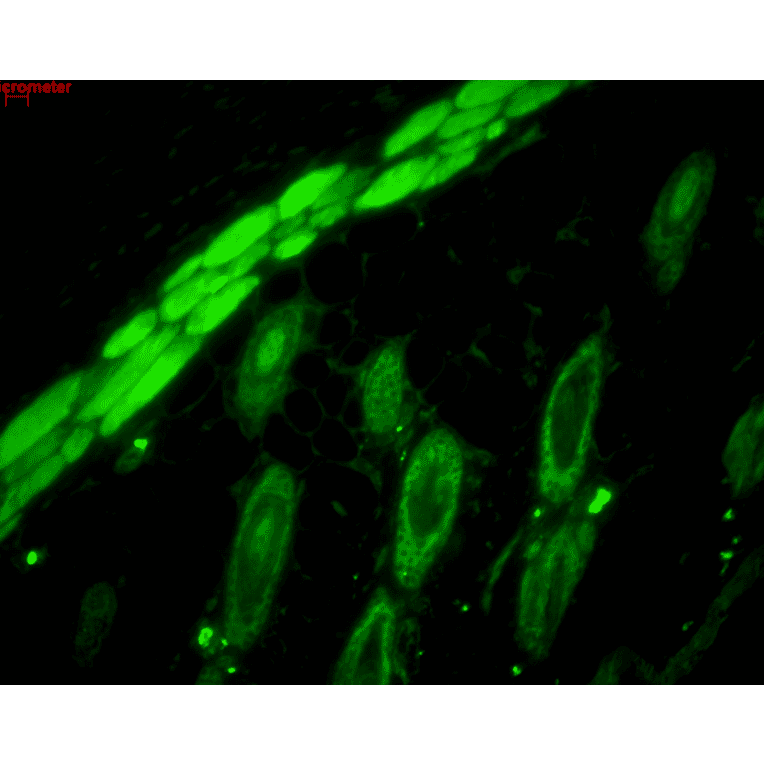 Immunohistochemistry - Anti-p23 Antibody [JJ6] (A304948) - Antibodies.com