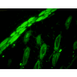 Immunohistochemistry - Anti-p23 Antibody [JJ6] (A304948) - Antibodies.com