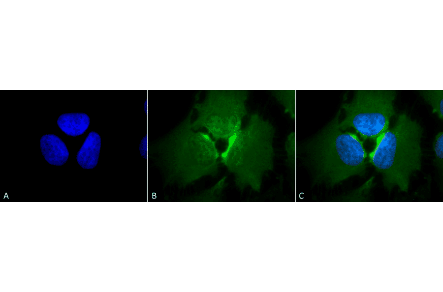 Immunocytochemistry/Immunofluorescence - Anti-p23 Antibody [JJ6] (A304948) - Antibodies.com