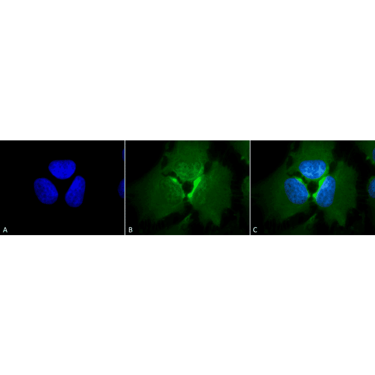 Immunocytochemistry/Immunofluorescence - Anti-p23 Antibody [JJ6] (A304948) - Antibodies.com