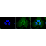 Immunocytochemistry/Immunofluorescence - Anti-p23 Antibody [JJ6] (A304948) - Antibodies.com