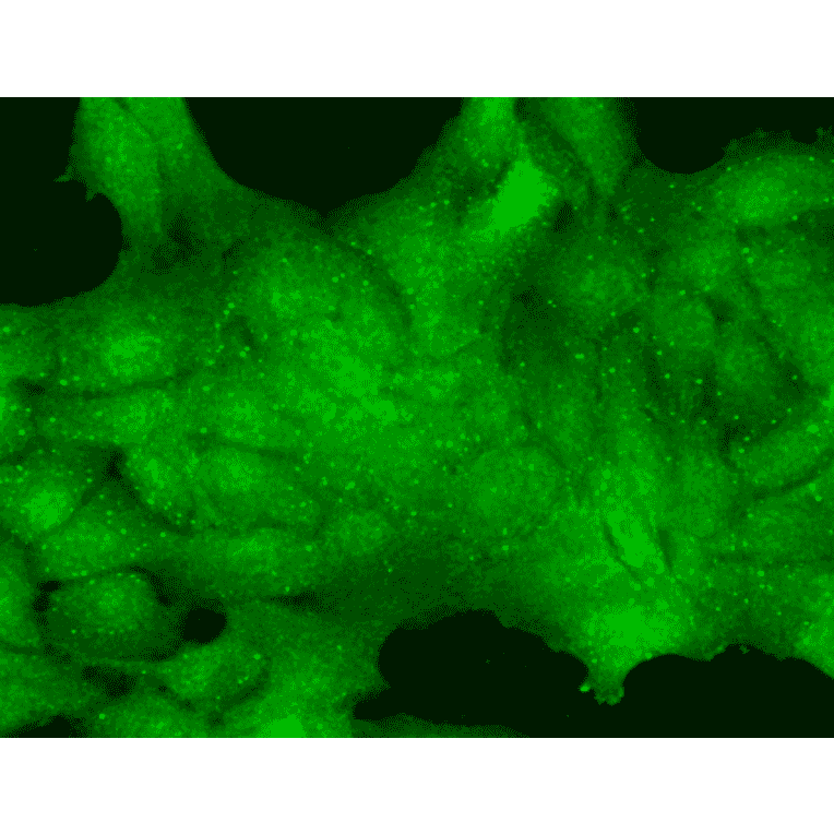 Immunocytochemistry/Immunofluorescence - Anti-TRP 7 Antibody [N64A/36] (A304950) - Antibodies.com
