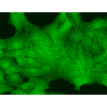 Immunocytochemistry/Immunofluorescence - Anti-TRP 7 Antibody [N64A/36] (A304950) - Antibodies.com