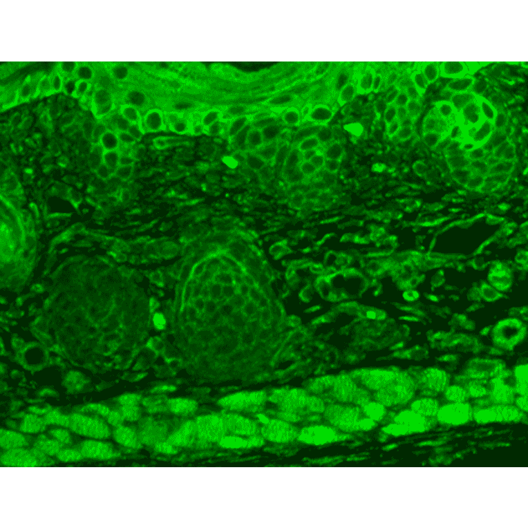 Immunohistochemistry - Anti-TRP 7 Antibody [N64A/36] (A304950) - Antibodies.com