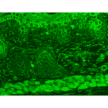 Immunohistochemistry - Anti-TRP 7 Antibody [N64A/36] (A304950) - Antibodies.com