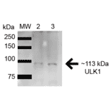 Western Blot - Anti-ULK1 Antibody (A304951) - Antibodies.com