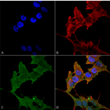 Immunocytochemistry/Immunofluorescence - Anti-ULK1 Antibody (A304951) - Antibodies.com