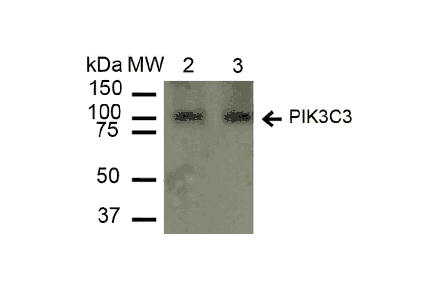 Western Blot - Anti-VPS34 Antibody (A304952) - Antibodies.com