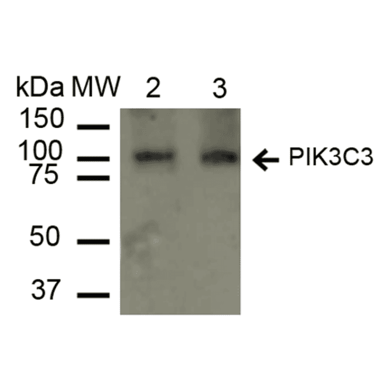 Western Blot - Anti-VPS34 Antibody (A304952) - Antibodies.com