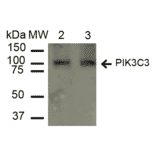 Western Blot - Anti-VPS34 Antibody (A304952) - Antibodies.com