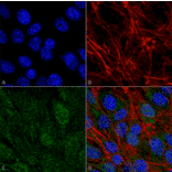 Immunocytochemistry/Immunofluorescence - Anti-VPS34 Antibody (A304952) - Antibodies.com