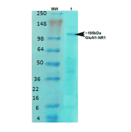 Western Blot - Anti-NMDAR1 Antibody [S308-48] (A304953) - Antibodies.com