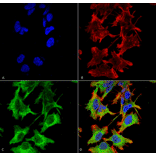 Immunocytochemistry/Immunofluorescence - Anti-NMDAR1 Antibody [S308-48] (A304953) - Antibodies.com