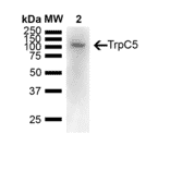 Western Blot - Anti-TRPC5 Antibody [N67/15] (A304954) - Antibodies.com