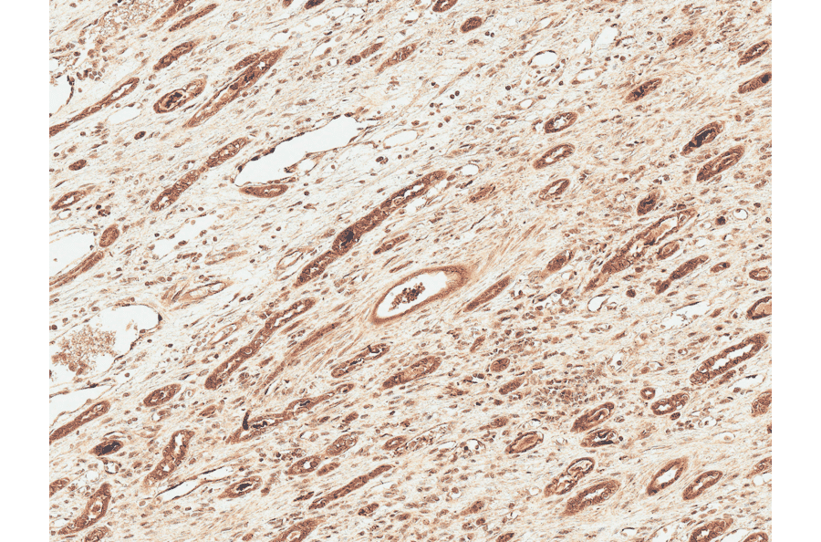 Immunohistochemistry - Anti-FNIP1 Antibody (A304955) - Antibodies.com