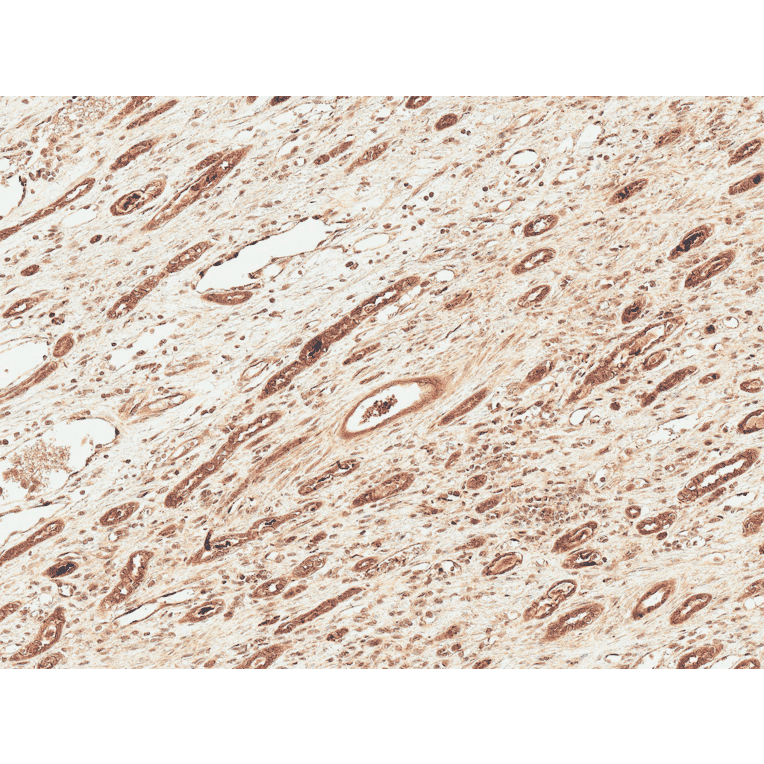 Immunohistochemistry - Anti-FNIP1 Antibody (A304955) - Antibodies.com