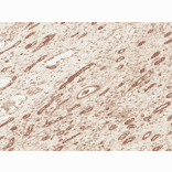 Immunohistochemistry - Anti-FNIP1 Antibody (A304955) - Antibodies.com