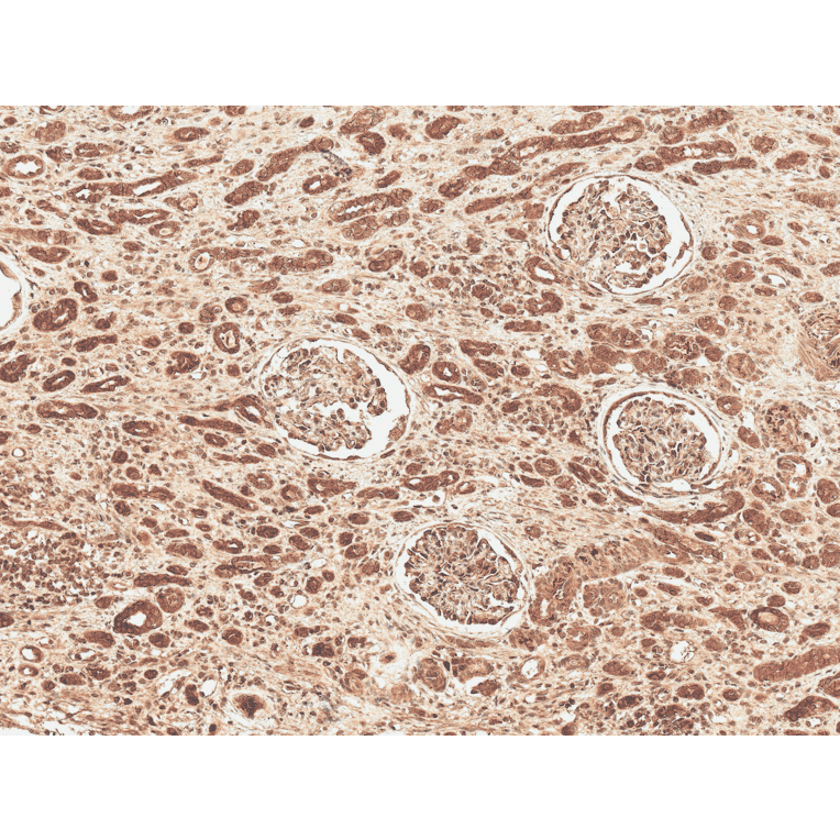 Immunohistochemistry - Anti-FNIP1 Antibody (A304955) - Antibodies.com
