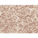 Immunohistochemistry - Anti-FNIP1 Antibody (A304955) - Antibodies.com