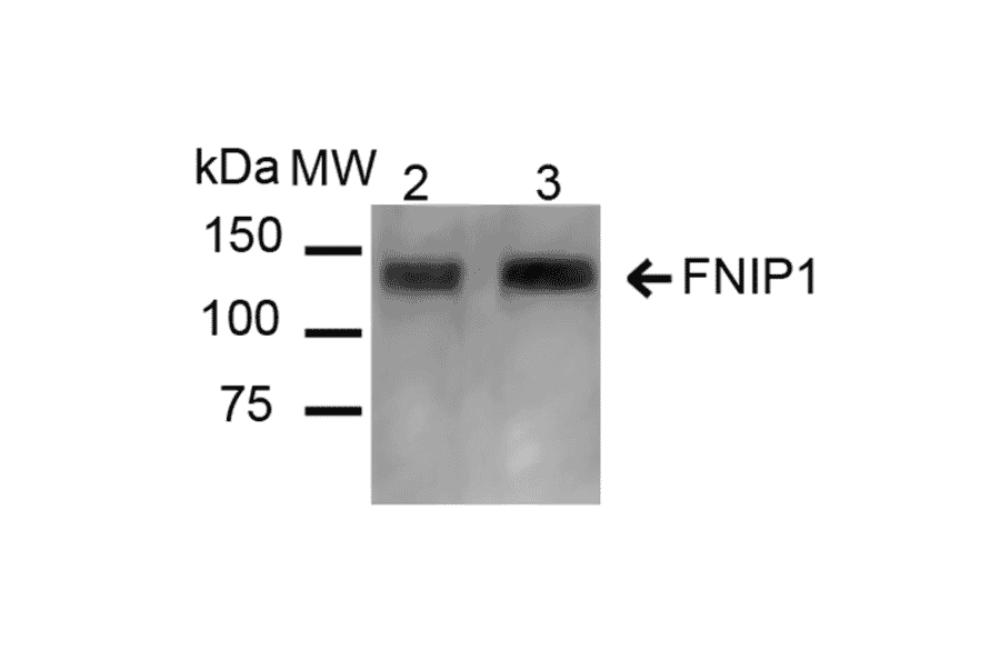 Western Blot - Anti-FNIP1 Antibody (A304955) - Antibodies.com