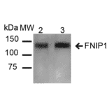 Western Blot - Anti-FNIP1 Antibody (A304955) - Antibodies.com