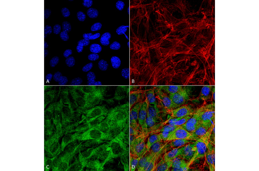 Immunocytochemistry/Immunofluorescence - Anti-FNIP1 Antibody (A304955) - Antibodies.com
