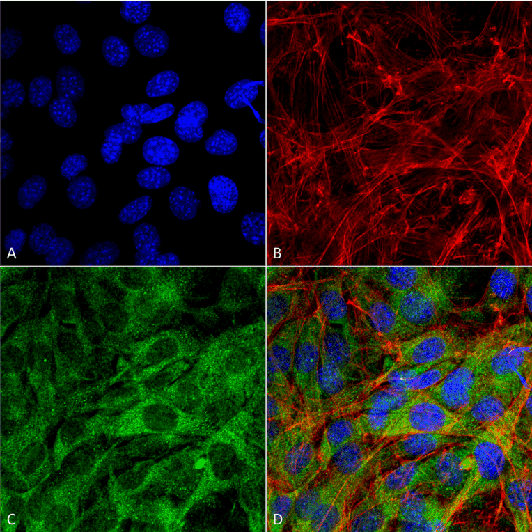 Immunocytochemistry/Immunofluorescence - Anti-FNIP1 Antibody (A304955) - Antibodies.com