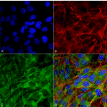 Immunocytochemistry/Immunofluorescence - Anti-FNIP1 Antibody (A304955) - Antibodies.com