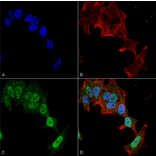 Immunocytochemistry/Immunofluorescence - Anti-mGluR5 Antibody [S75-33] (A304956) - Antibodies.com