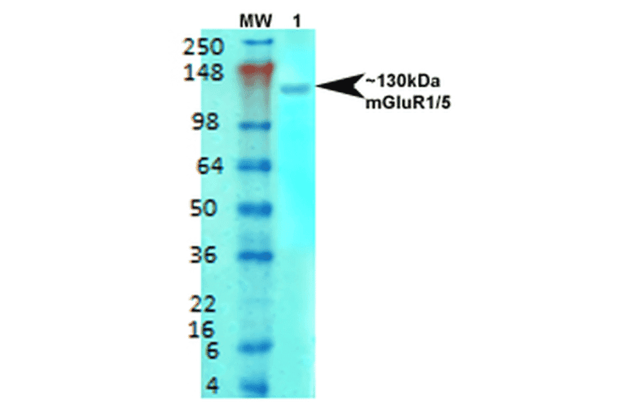 Western Blot - Anti-mGluR5 Antibody [S75-33] (A304956) - Antibodies.com