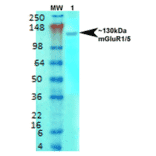Western Blot - Anti-mGluR5 Antibody [S75-33] (A304956) - Antibodies.com