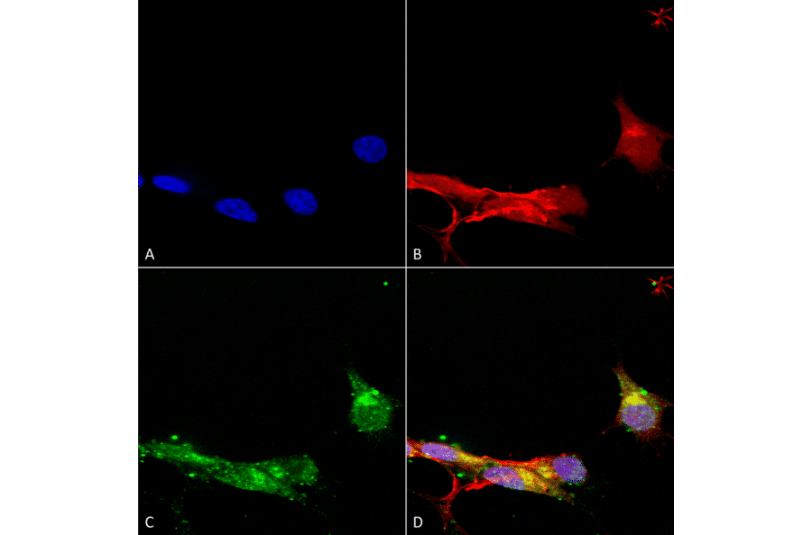 Immunocytochemistry/Immunofluorescence - Anti-mGluR5 Antibody [S75-33] (A304956) - Antibodies.com