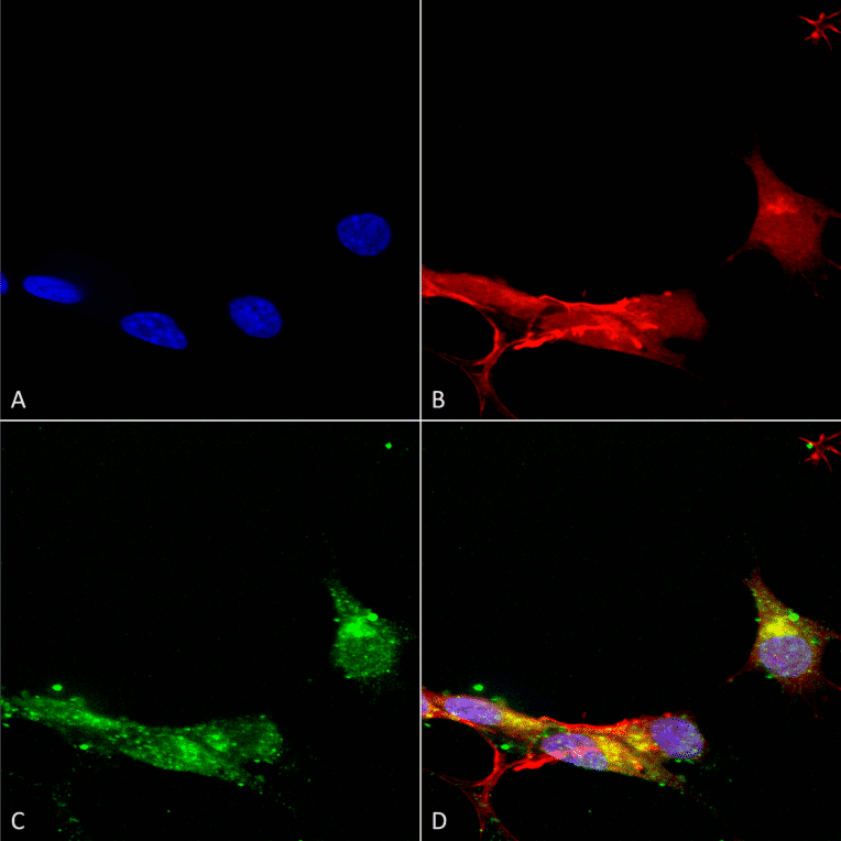 Immunocytochemistry/Immunofluorescence - Anti-mGluR5 Antibody [S75-33] (A304956) - Antibodies.com