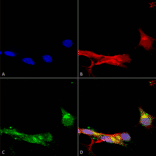 Immunocytochemistry/Immunofluorescence - Anti-mGluR5 Antibody [S75-33] (A304956) - Antibodies.com