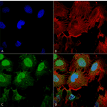 Immunocytochemistry/Immunofluorescence - Anti-mGluR5 Antibody [S75-3] (A304957) - Antibodies.com