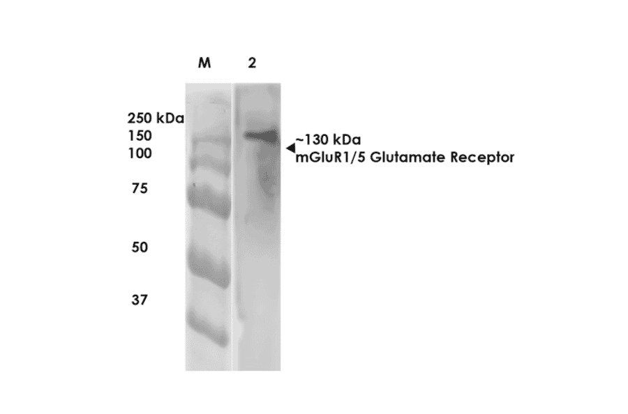 Western Blot - Anti-mGluR5 Antibody [S75-3] (A304957) - Antibodies.com