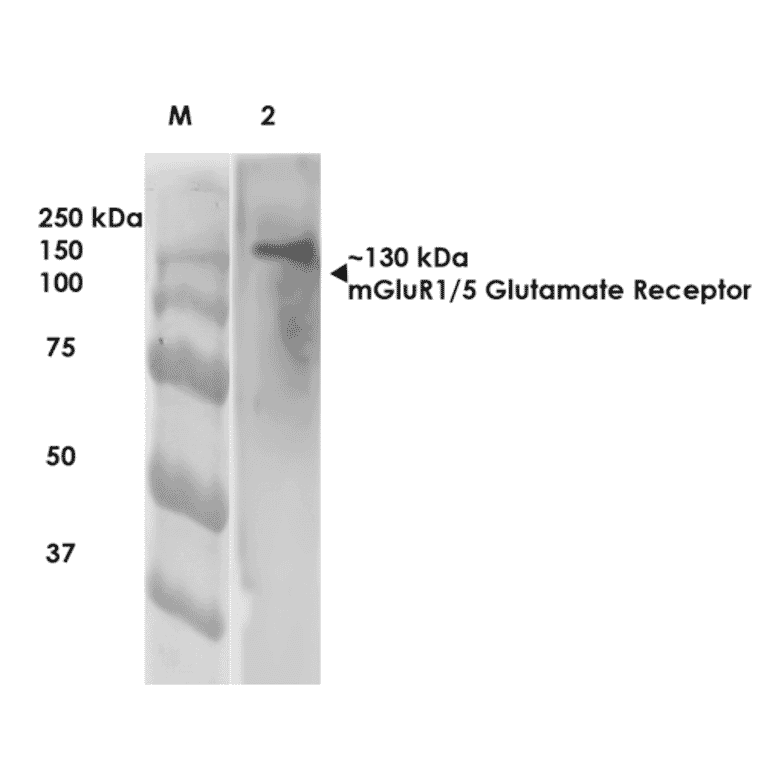 Western Blot - Anti-mGluR5 Antibody [S75-3] (A304957) - Antibodies.com