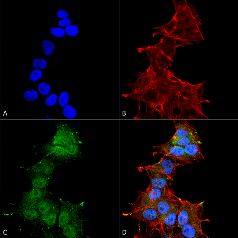 Immunocytochemistry/Immunofluorescence - Anti-LC3A Antibody (A304958) - Antibodies.com