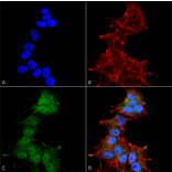 Immunocytochemistry/Immunofluorescence - Anti-LC3A Antibody (A304958) - Antibodies.com