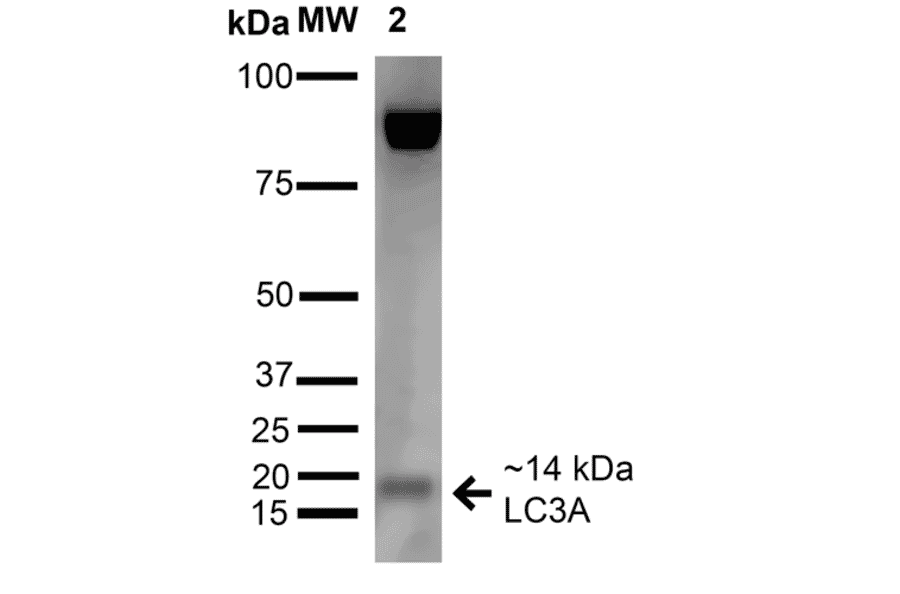 Western Blot - Anti-LC3A Antibody (A304958) - Antibodies.com