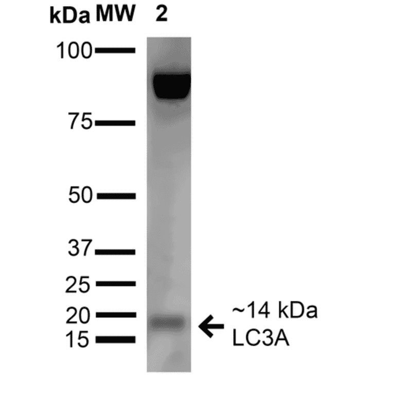 Western Blot - Anti-LC3A Antibody (A304958) - Antibodies.com