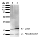 Western Blot - Anti-alpha Synuclein Antibody [3C11] (A304959) - Antibodies.com