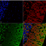 Immunohistochemistry - Anti-alpha Synuclein Antibody [3C11] (A304959) - Antibodies.com
