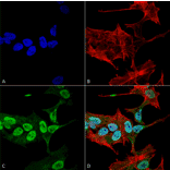 Immunocytochemistry/Immunofluorescence - Anti-alpha Synuclein Antibody [3C11] (A304959) - Antibodies.com