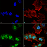 Immunocytochemistry/Immunofluorescence - Anti-alpha Synuclein Antibody [10H7] (A304960) - Antibodies.com