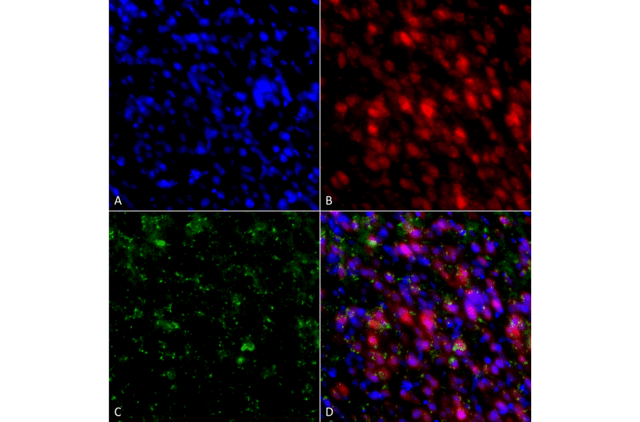 Immunocytochemistry/Immunofluorescence - Anti-alpha Synuclein Antibody [4F1] (A304962) - Antibodies.com