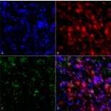 Immunocytochemistry/Immunofluorescence - Anti-alpha Synuclein Antibody [4F1] (A304962) - Antibodies.com