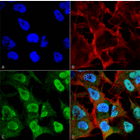 Immunocytochemistry/Immunofluorescence - Anti-alpha Synuclein Antibody [4F1] (A304962) - Antibodies.com