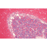 Immunohistochemistry - Anti-alpha Synuclein Antibody (A304963) - Antibodies.com