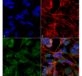 Immunocytochemistry/Immunofluorescence - Anti-KCC2 Antibody [S1-12] (A304964) - Antibodies.com